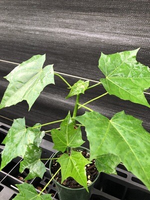 Chaya / Mayan Tree Spinach - Marabou (Cnidoscolus aconitifolius) 4"