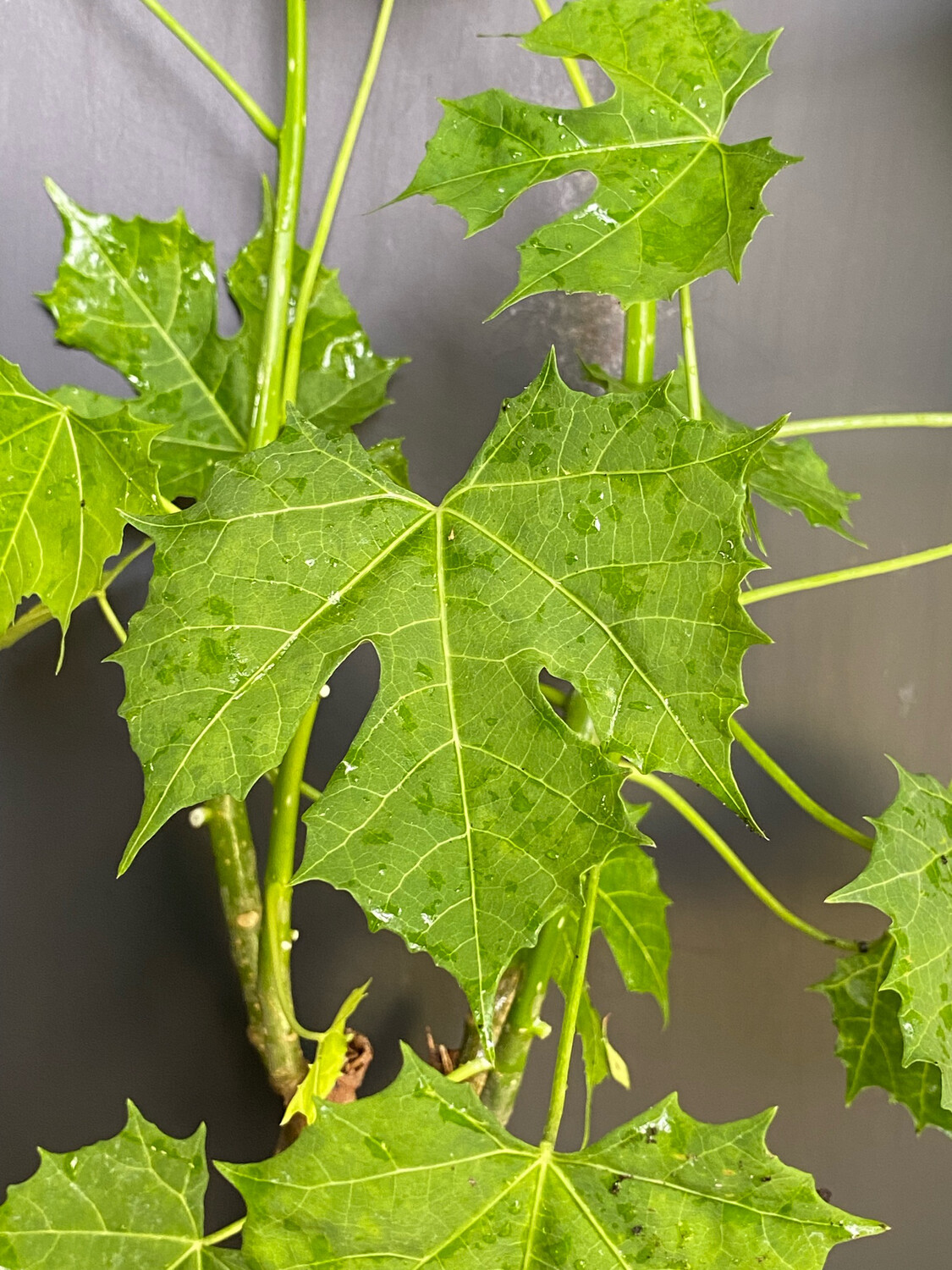 Chaya / Mayan Tree Spinach - Marabou (Cnidoscolus aconitifolius) 4"
