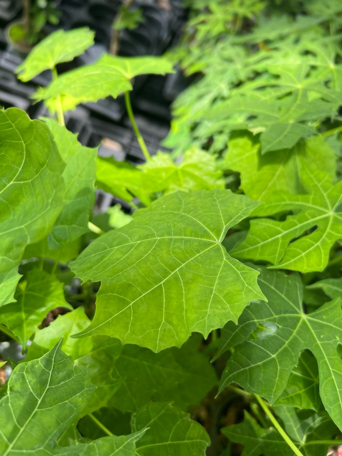 Chaya / Mayan Tree Spinach - Marabou (Cnidoscolus aconitifolius) 4"