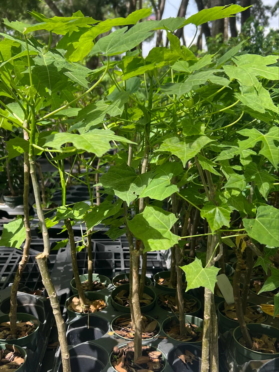 Chaya / Mayan Tree Spinach - Marabou (Cnidoscolus aconitifolius) 4"