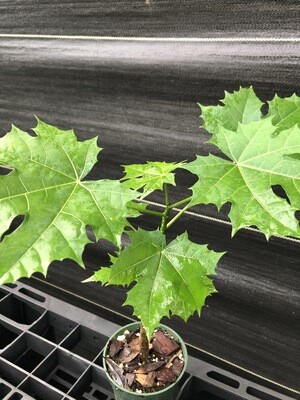 Chaya / Mayan Tree Spinach - Maple Leaf (Cnidoscolus aconitifolius) 4"