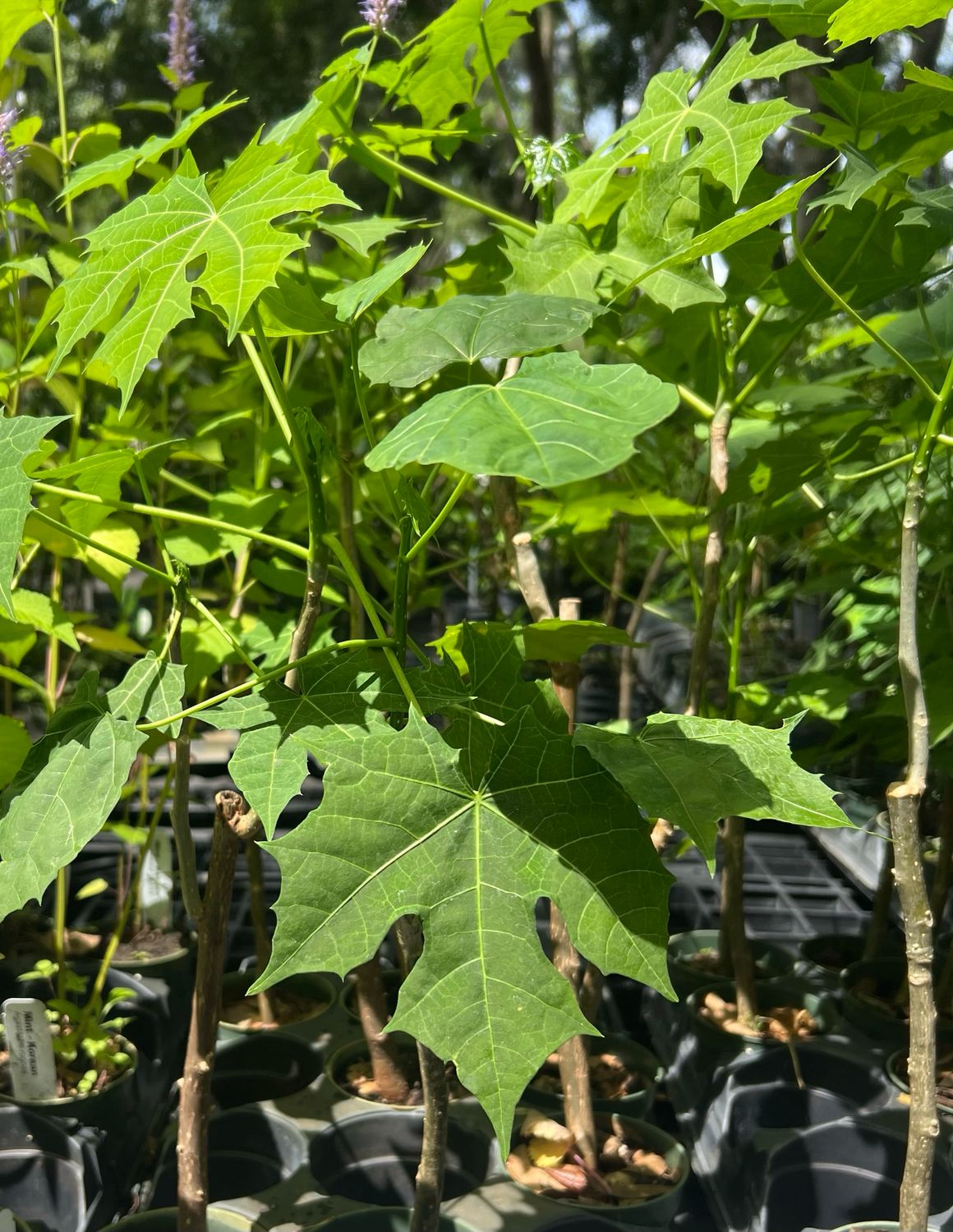 Chaya / Mayan Tree Spinach - Maple Leaf (Cnidoscolus aconitifolius) 4"