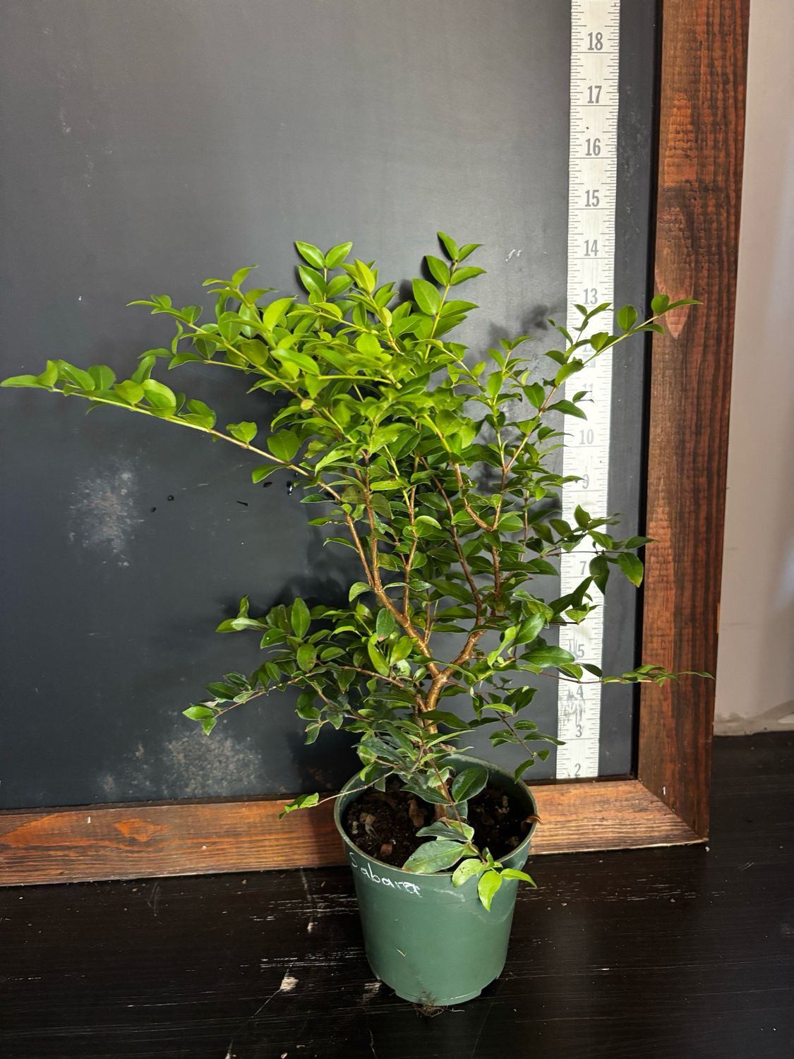 Jaboticaba Tree - Sabara (Plinia cauliflora) 4"
