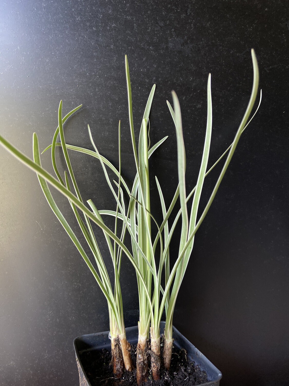 Society Garlic, Variegated (Tulbaghia violacea) 4"