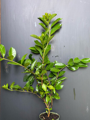 Guava - Strawberry Cattley (Psidium cattleyanum) 4"