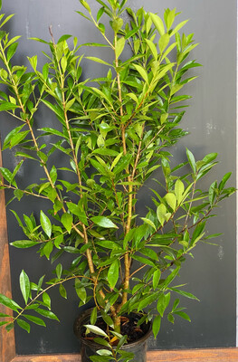 Cherry of the Rio Grande, 'Ben's Beaut' (Eugenia involucrata) 1G