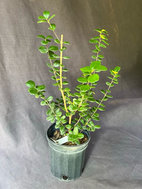 Simpson Stopper - Show Stopper (Myrcianthes fragrans) 1G