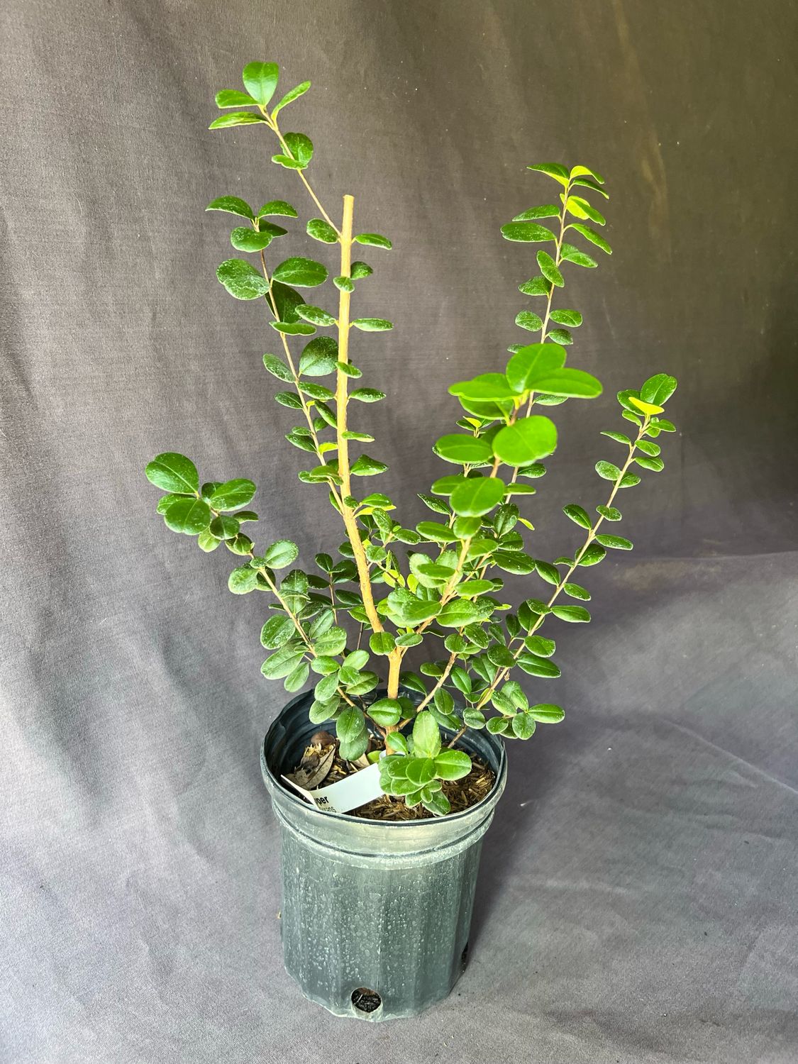 Simpson Stopper - Show Stopper (Myrcianthes fragrans) 1G