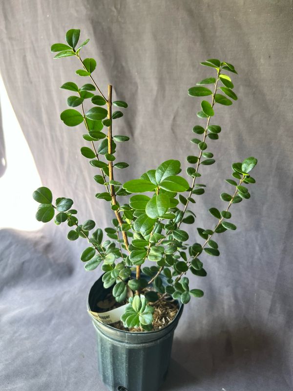 Simpson Stopper - Show Stopper (Myrcianthes fragrans) 1G