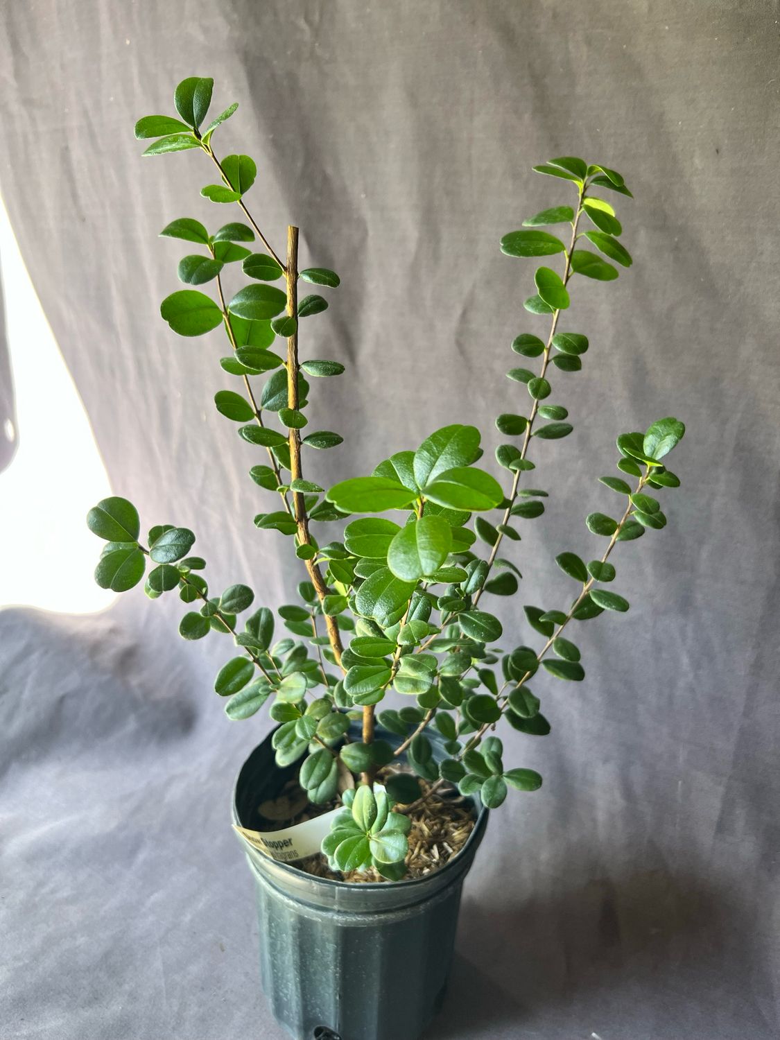 Simpson Stopper - Show Stopper (Myrcianthes fragrans) 1G