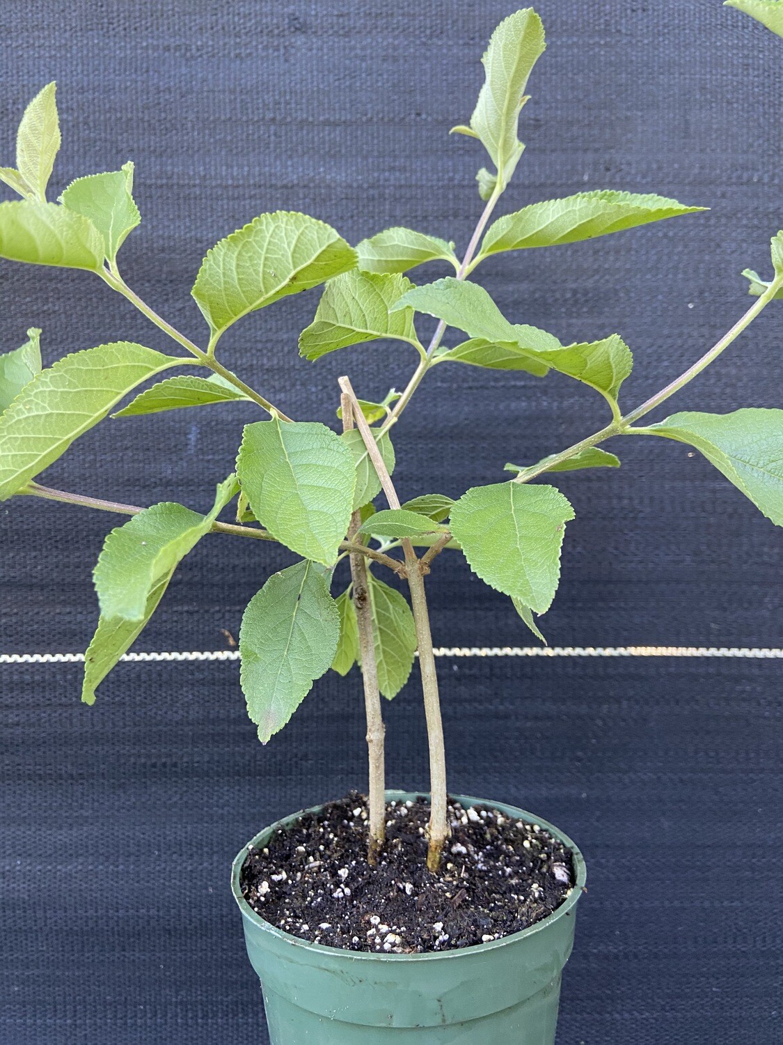 Sweet Almond - Standard (Aloysia virgata) 4"