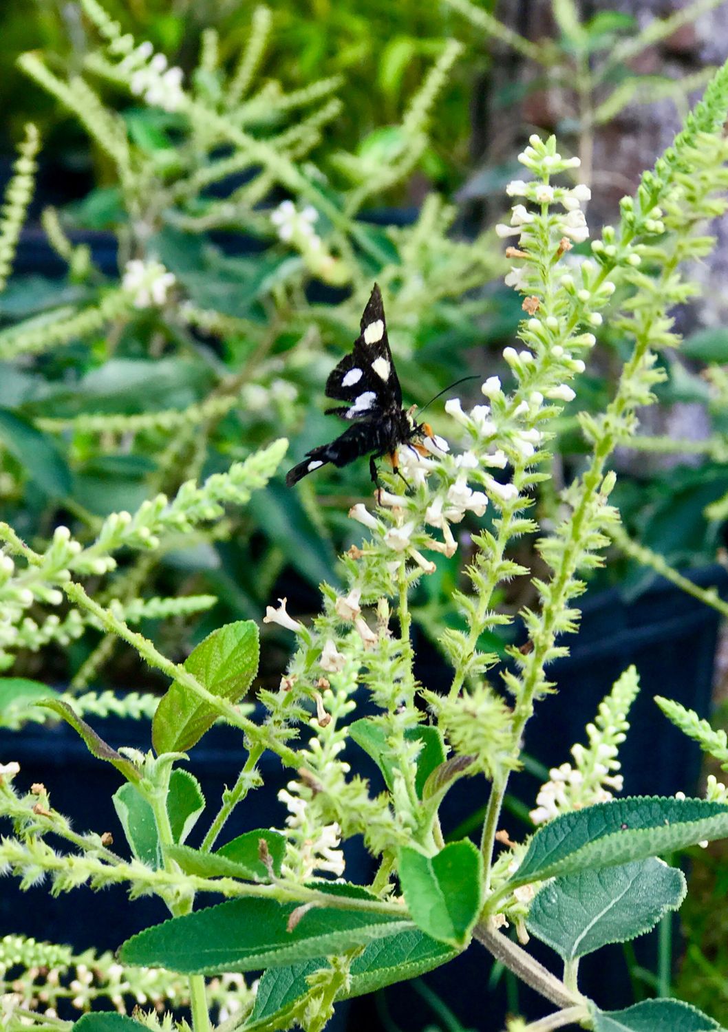 Sweet Almond - Standard (Aloysia virgata) 4"