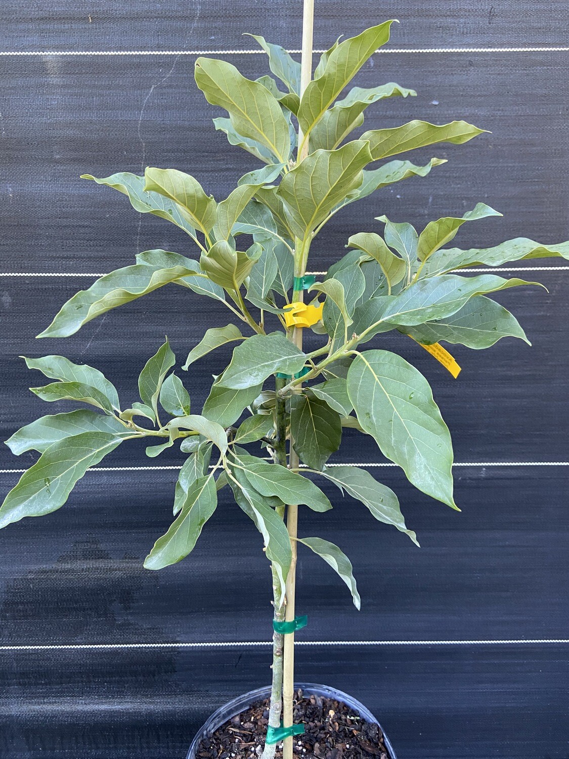 Avocado - 'Mexicola', Persea americana - 3G