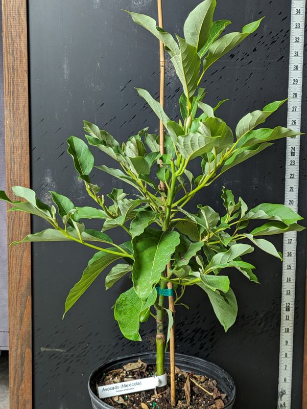 Avocado - 'Mexicola', Persea americana - 3G