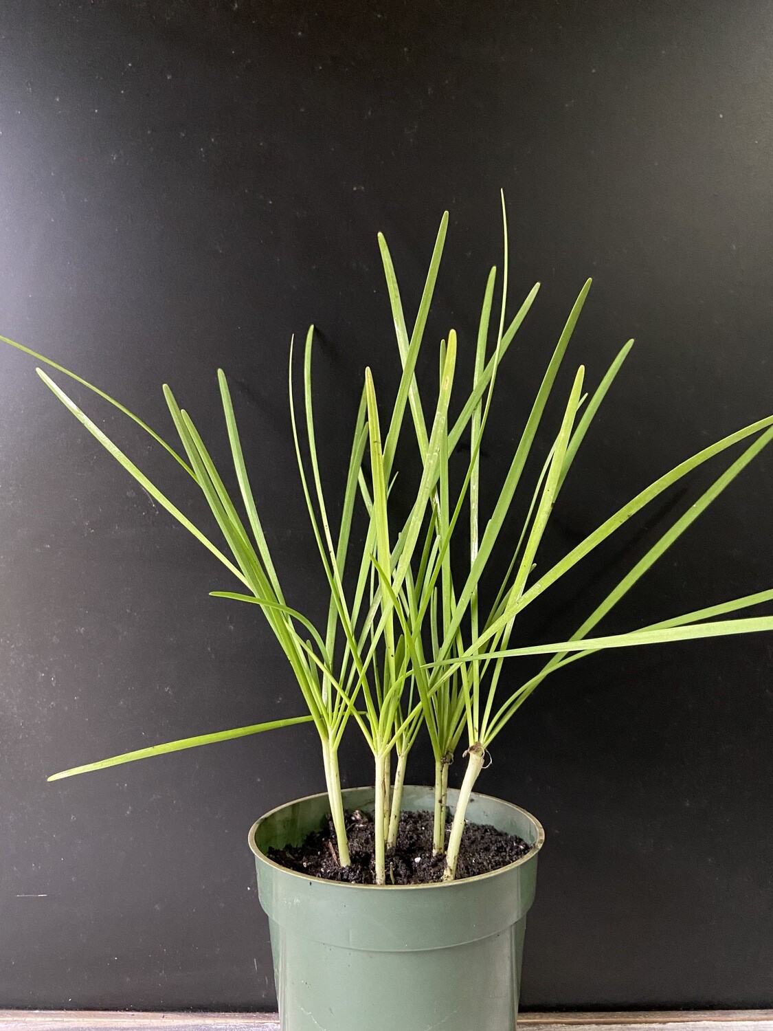 Garlic Chives - White (Allium tuberosum) 4"