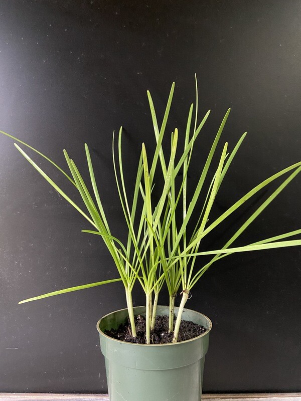 Garlic Chives - White (Allium tuberosum) 4"