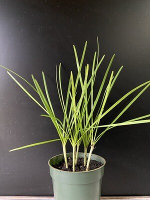 Garlic Chives - White (Allium tuberosum) 4"