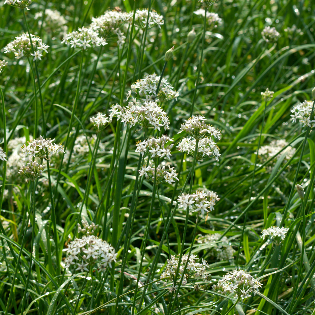 Garlic Chives - White (Allium tuberosum) 4"