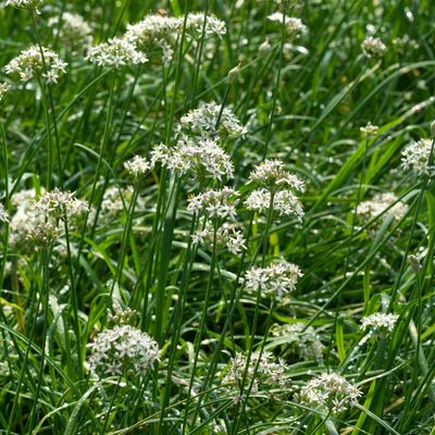 Garlic Chives - White (Allium tuberosum) 4"
