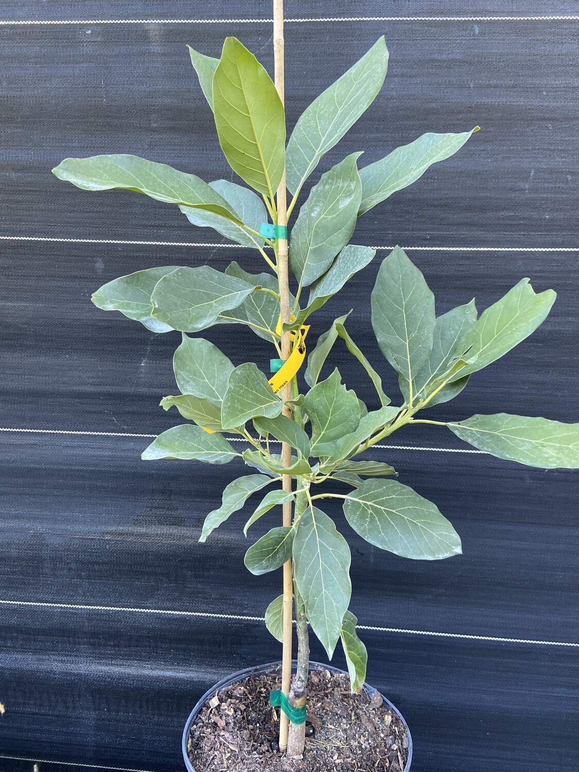 Avocado - ‘U La La’ / ‘Super Hass’, Persea americana - 3G