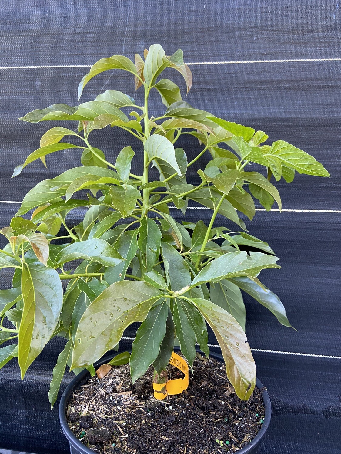 Avocado - 'Oro Negro', Persea americana - 3G