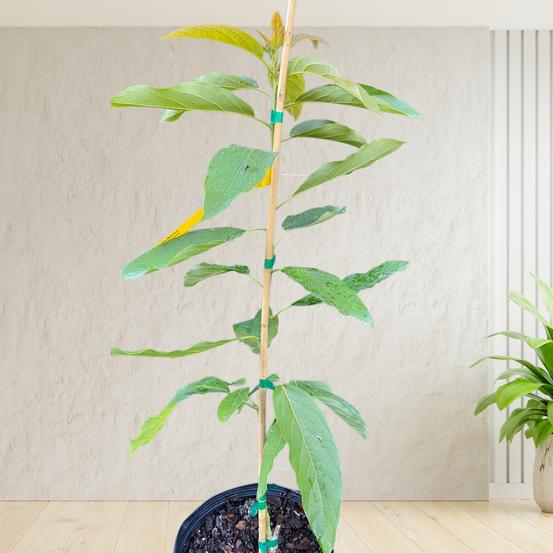 Avocado - Type B - 'Bacon', Persea americana - 3G
