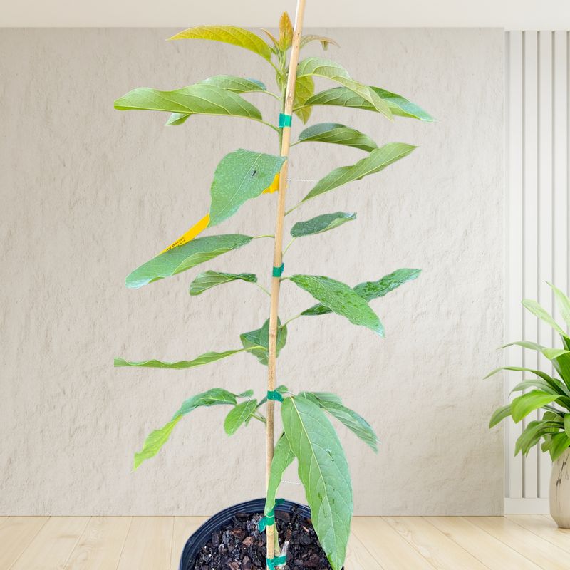 Avocado - Type B - 'Bacon', Persea americana - 3G