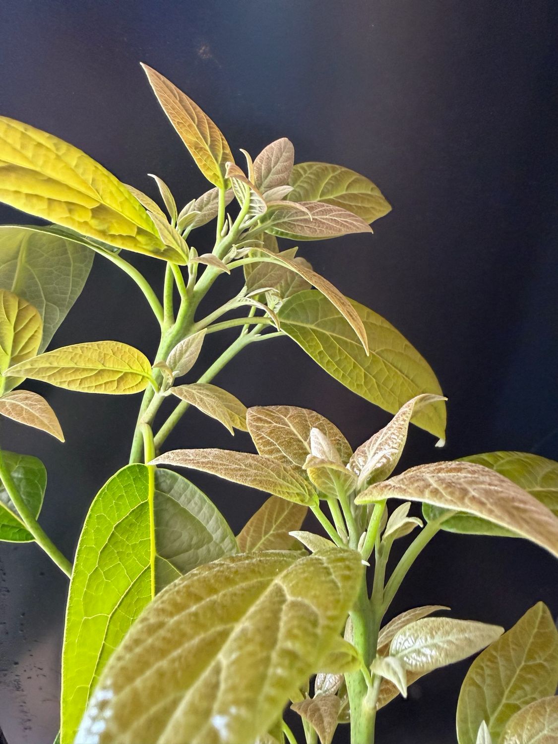Avocado - Type B - 'Bacon', Persea americana - 3G