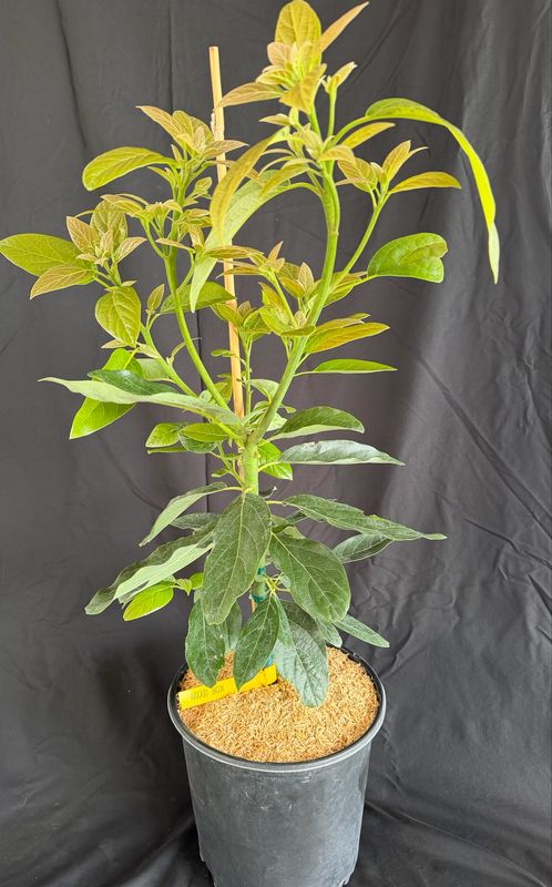 Avocado - Type B - 'Bacon', Persea americana - 3G