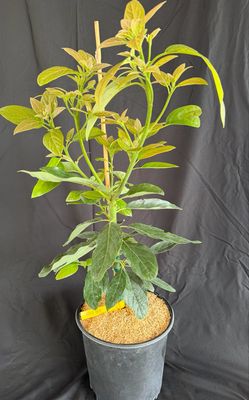 Avocado - Type B - 'Bacon', Persea americana - 3G