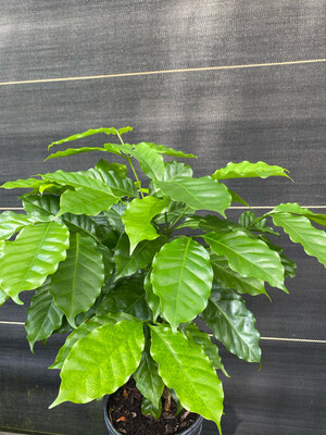 Coffee (Coffea arabica) 1G