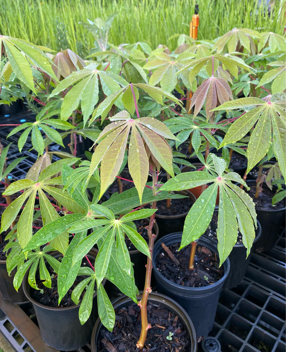 Cassava / Yuca - 'CMC40' (Manihot esculenta) 1G