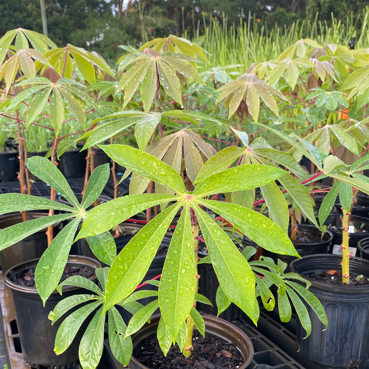 Cassava / Yuca - 'CMC40' (Manihot esculenta) 1G