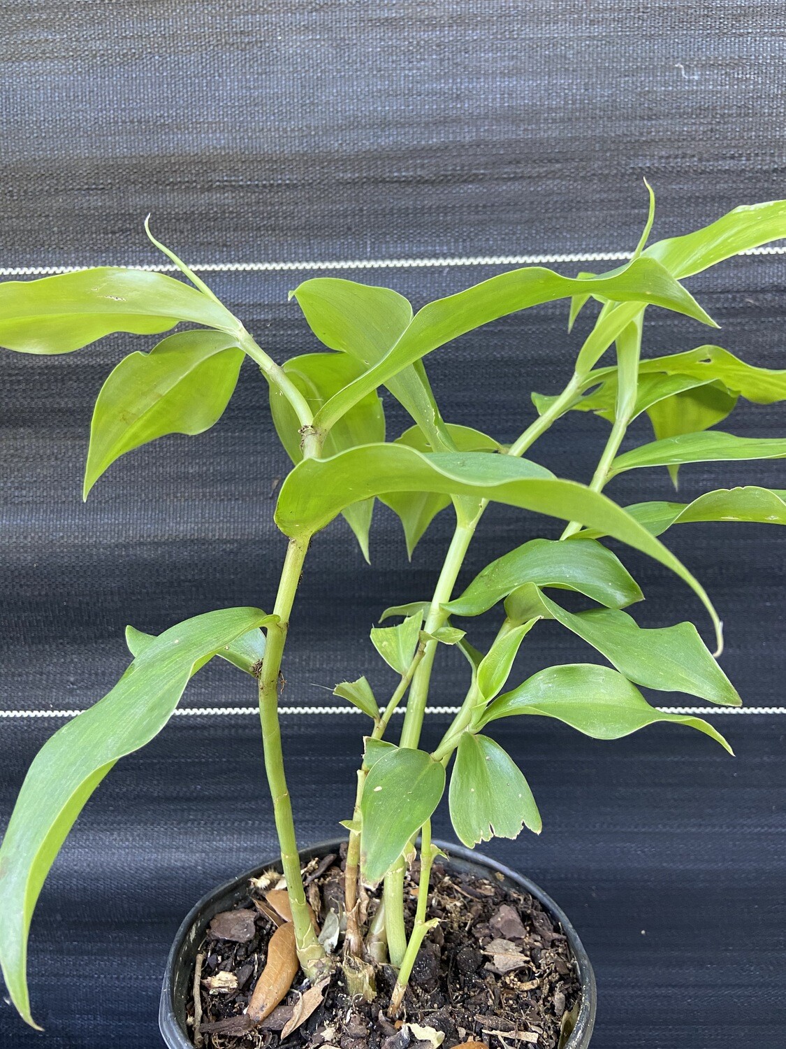 Ginger - 'Orange Spiral' (Costus barbatus) 1G