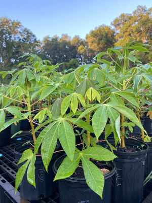 Cassava / Yuca - 'TOGO' (Manihot esculenta) 1G