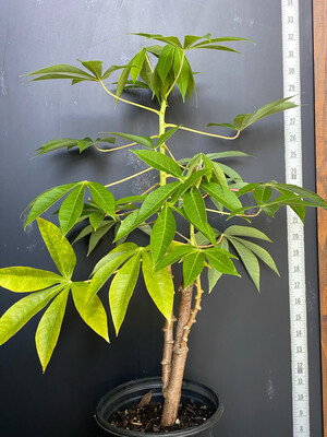 Cassava / Yuca - 'TOGO' (Manihot esculenta) 1G