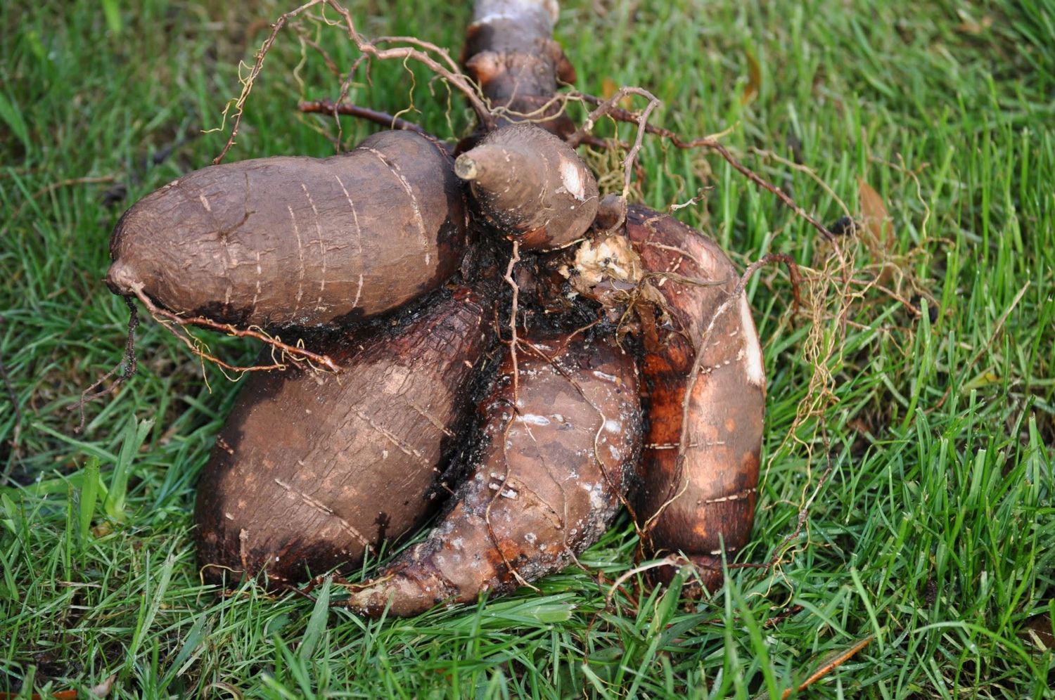 Cassava / Yuca - 'TOGO' (Manihot esculenta) 1G