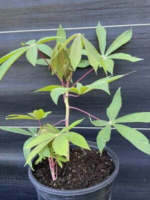 Cassava / Yuca - 'Cuban' (Manihot esculenta) 1G
