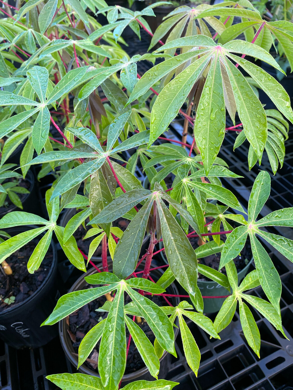 Cassava / Yuca - 'Cuban' (Manihot esculenta) 1G