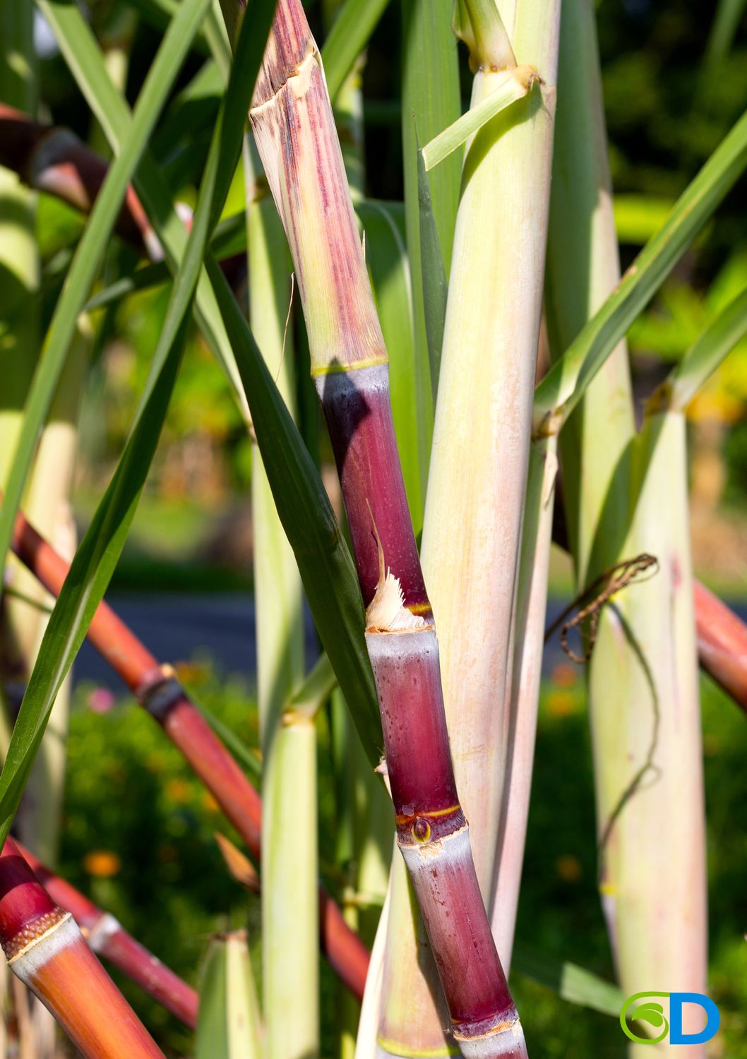 Sugarcane (Saccharum officinarum) 1G