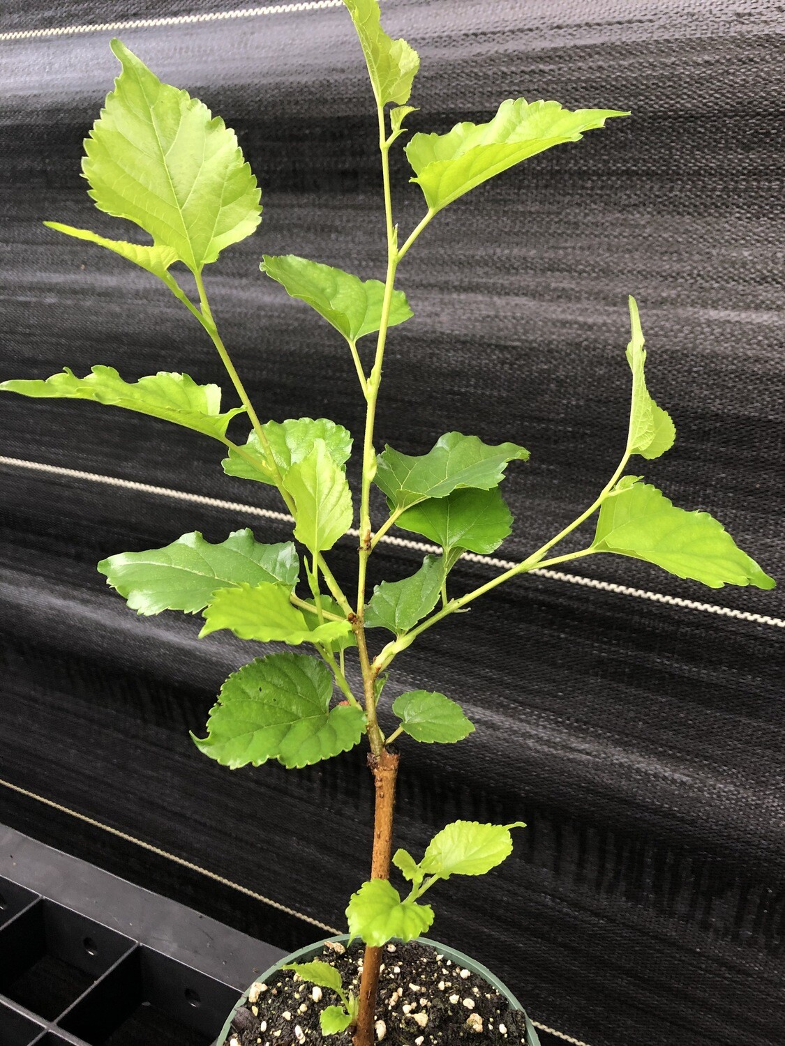 Mulberry - Thai Dwarf (Morus alba hybrid) 4"