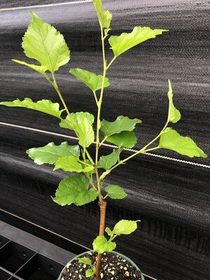 Mulberry - Thai Dwarf (Morus alba hybrid) 4"