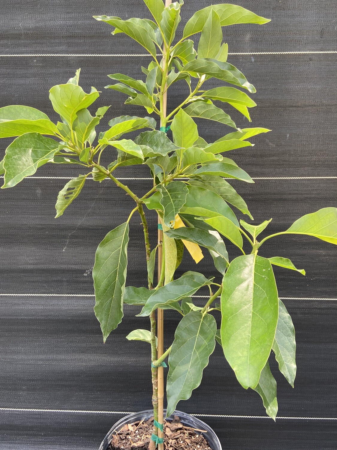 Avocado - 'Monroe', Persea americana - 3G