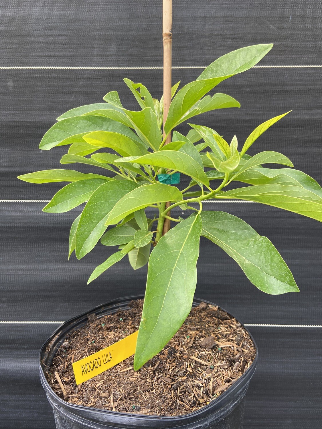 Avocado - 'Lula', Persea americana - 3G