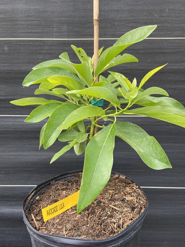 Avocado - 'Lula', Persea americana - 3G