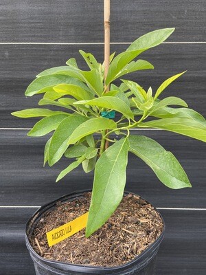 Avocado - 'Lula', Persea americana - 3G