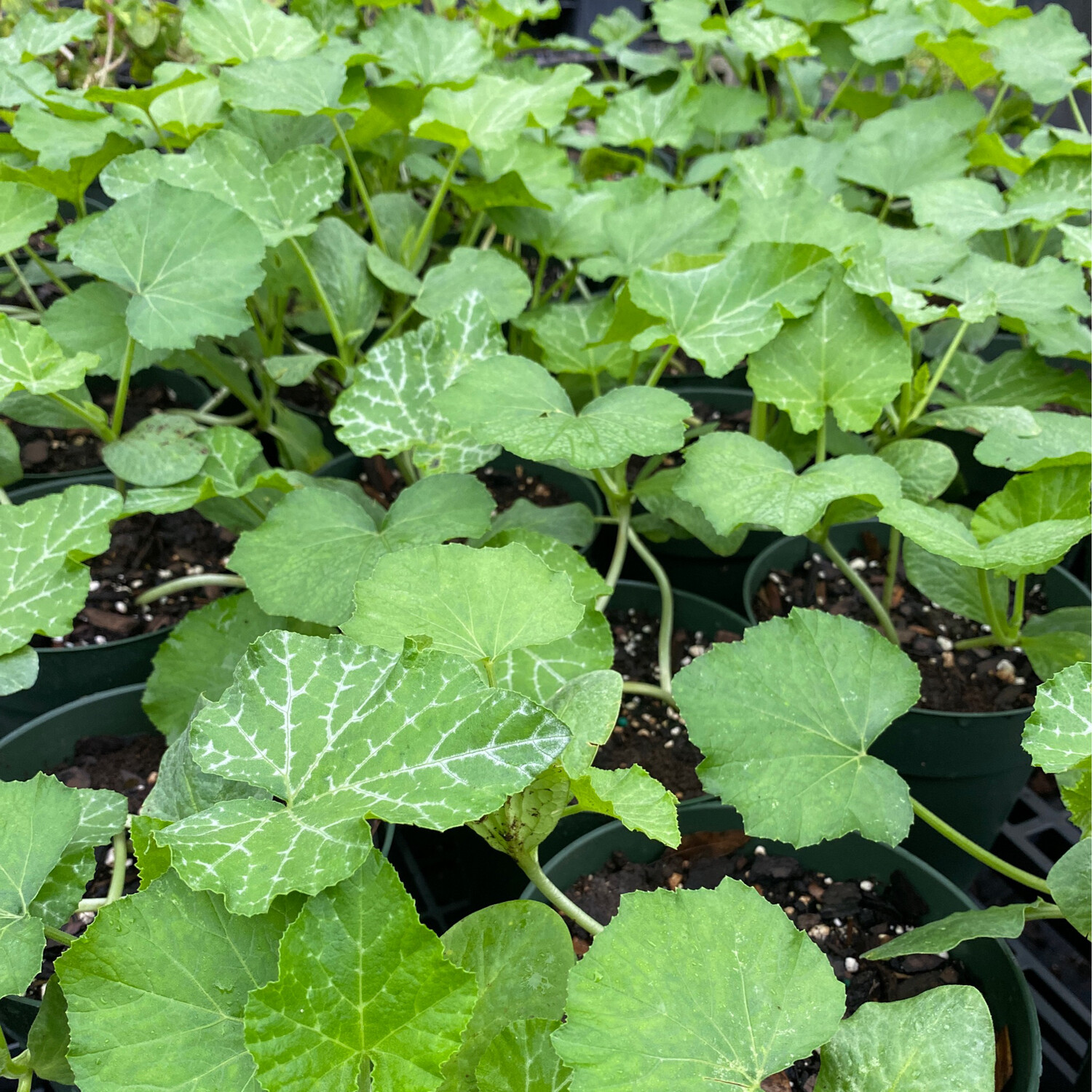 Pumpkin - Seminole  (Cucurbita moschata) 1G