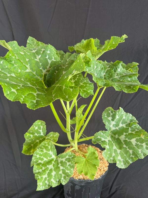 Pumpkin - Seminole  (Cucurbita moschata) 1G