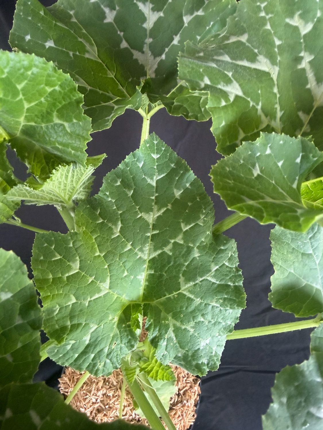 Pumpkin - Seminole  (Cucurbita moschata) 1G