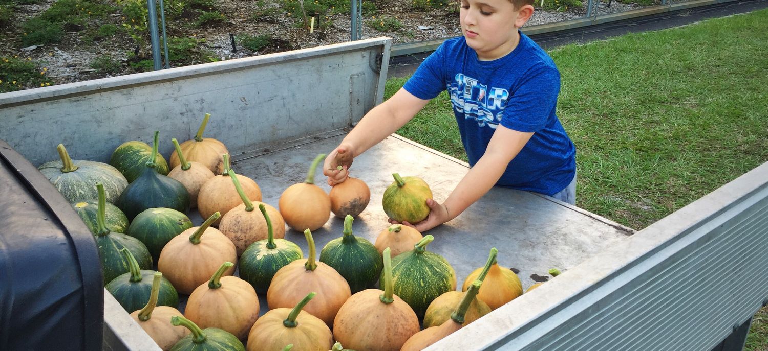 Pumpkin - Seminole  (Cucurbita moschata) 1G